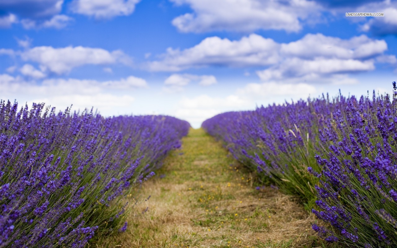 path-in-a-flowery-field-303-1280x800